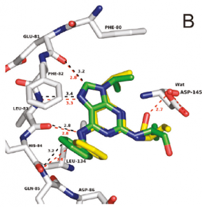 Roscovitine-CDK2